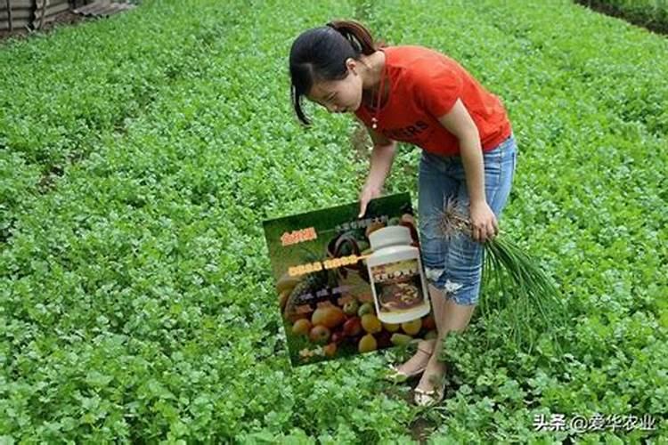 先正达着色亮果叶面肥哪款好