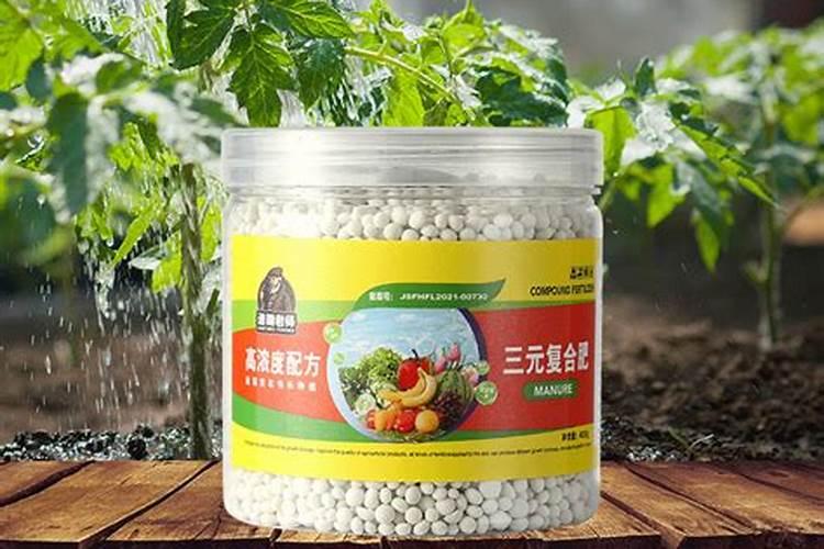 微型月季黄叶施什么肥
