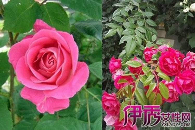 月季多久施一次肥 施肥时间及方法