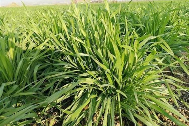 小麦防冻专用叶面肥 小麦防冻措施