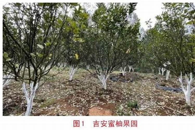 泰国青柚的种植技术