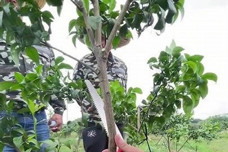 板栗树用什么叶面肥好？