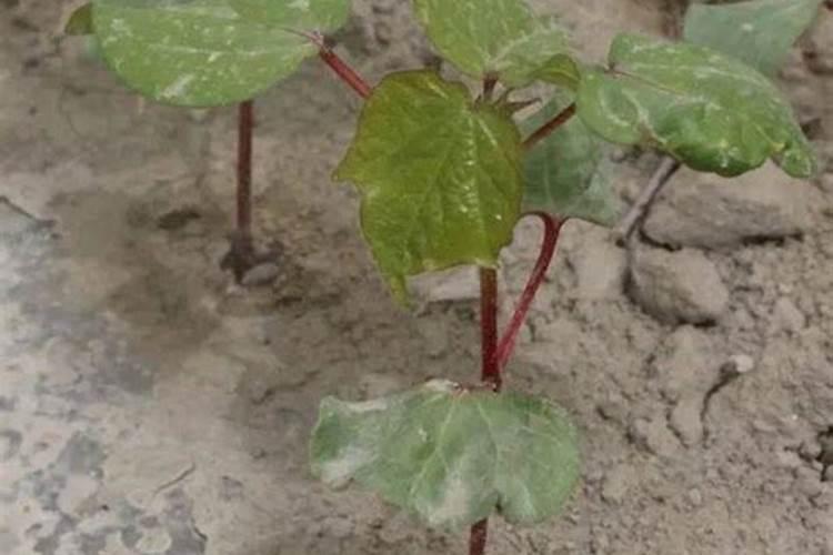 硼锌铁镁肥的用法用量