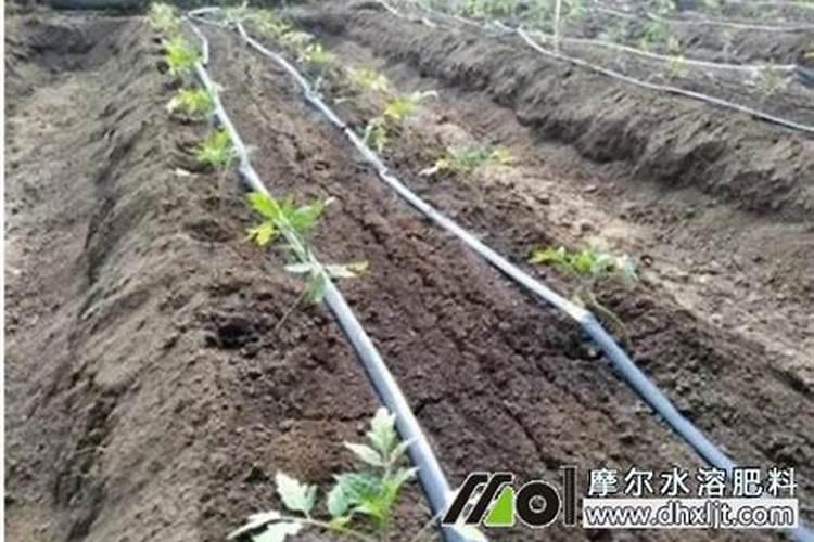 硼对滴灌作物生长的影响是什么？如何科学滴施硼肥？
