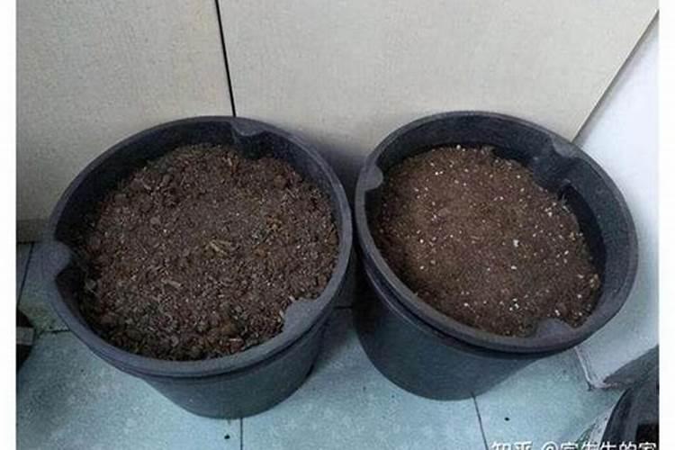 玉米施加钙肥的最佳时间 什么时候使用合适