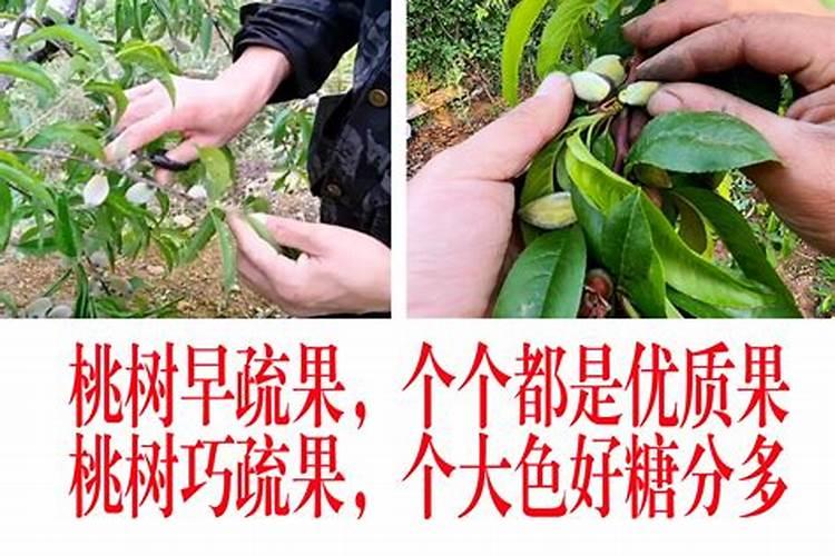 桃树用什么肥料好