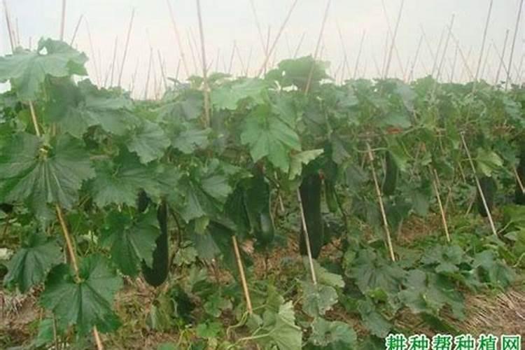 葡萄坐果后施什么肥