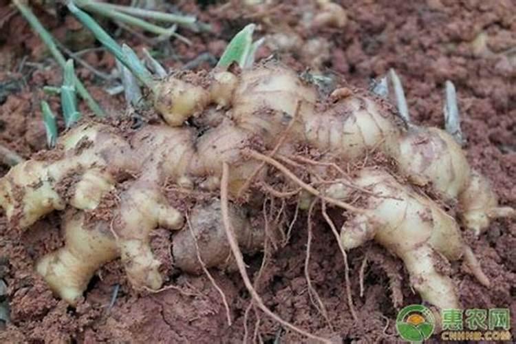 生姜种植一亩地用多少化肥？