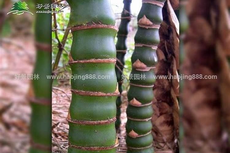 罗汉竹的养殖方法和注意事项,浇水过多会烂根