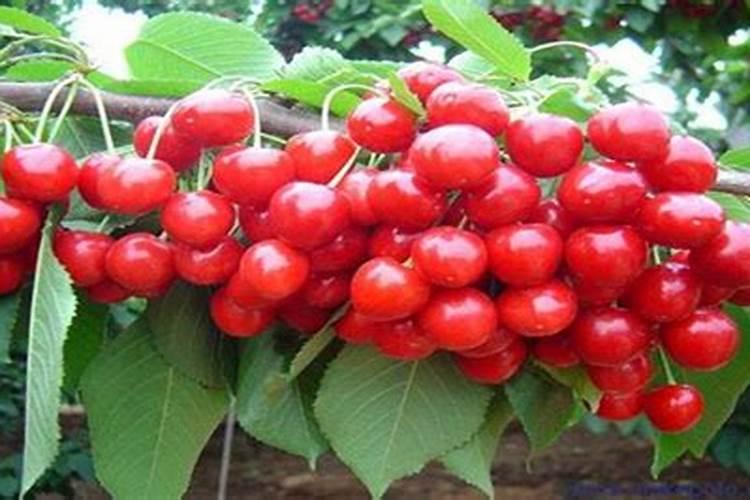 大樱桃叶面肥花前打好还是花后打好？原因是什么？