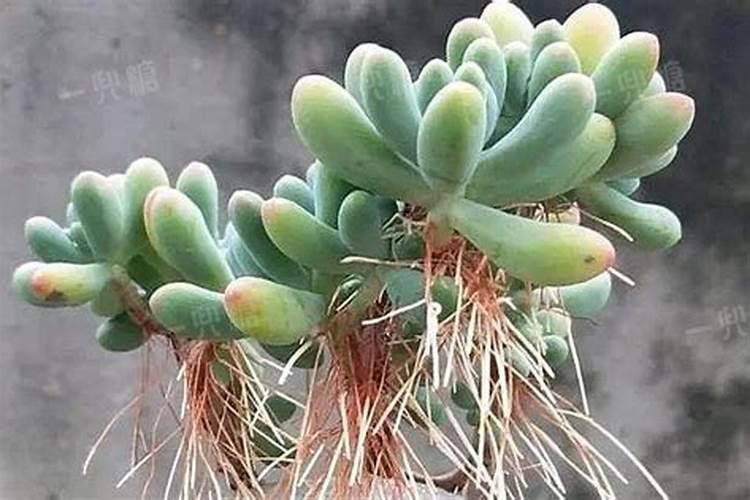 烟叶种植的技术和方法有什么 这三点要注意好!
