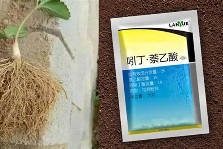 怎么发酵鱼鳞 我是用来养君子兰的 百度说要发酵的鱼鳞