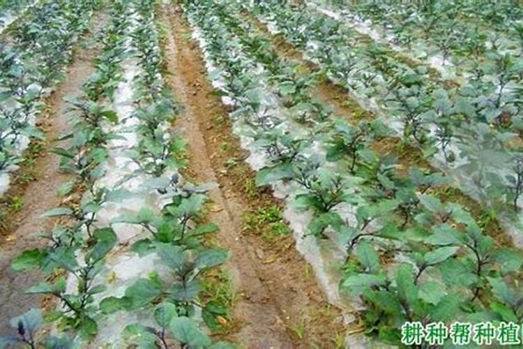 如何提高氮肥磷肥钾肥的利用率