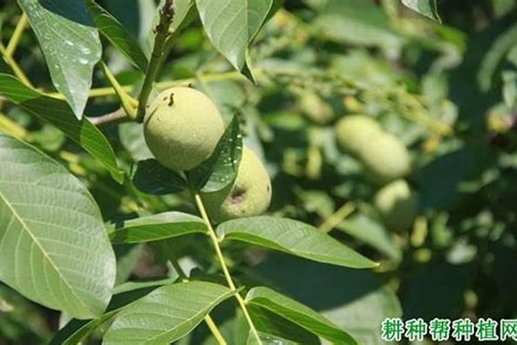 核桃树上什么肥料最好
