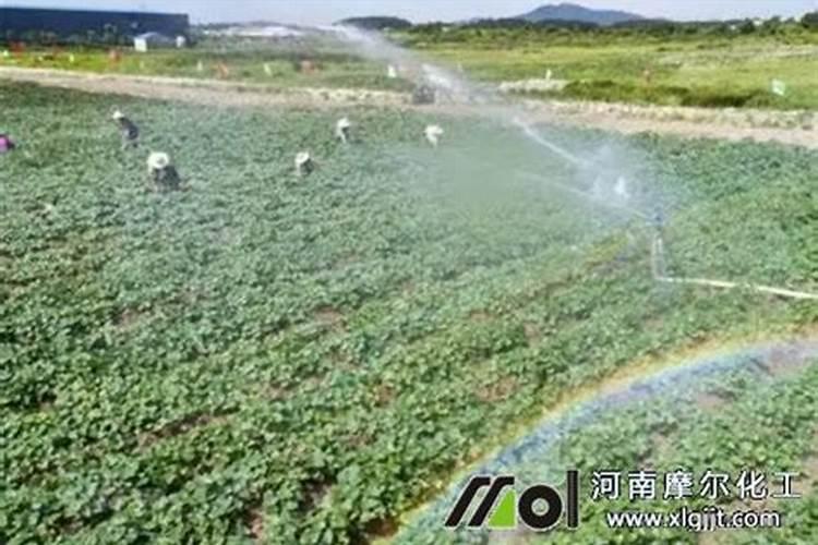 鱼蛋白和海藻精哪种好