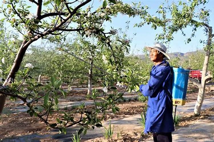 玉米打什么叶面肥最好