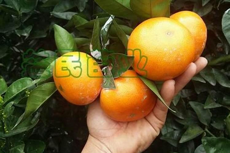橘子树冬天施什么肥
