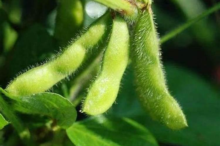 大豆叶面肥的喷施技巧及注意事项