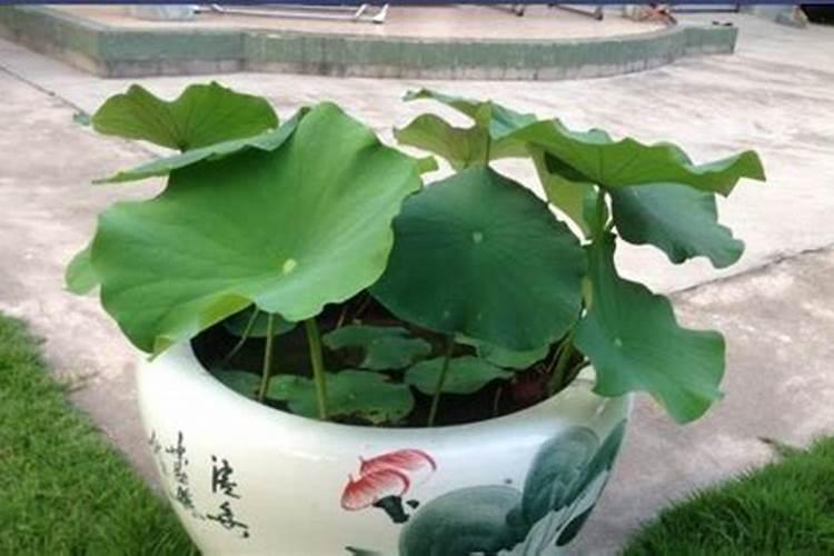 如何正确给碗莲施肥