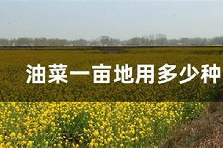 磷素肥料的施用原则是什么 磷素肥料在土壤中会怎么样