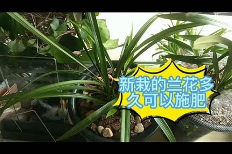 上盆半月的兰花能喷叶面肥吗