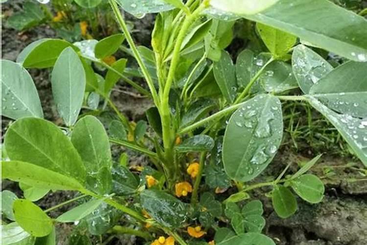种植西瓜用什么肥料最佳