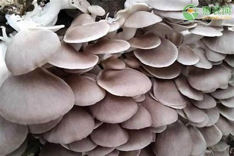 平菇喷什么叶面肥最好？