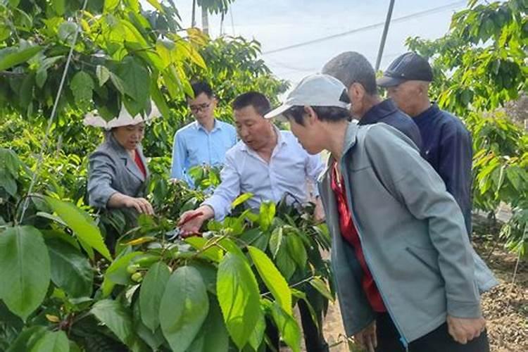 盆栽大樱桃怎样管理和施肥