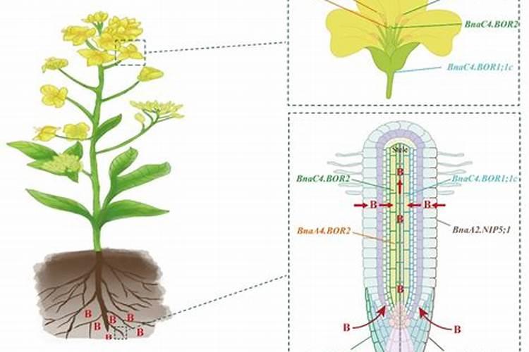 怎样合理施用油菜花期硼肥？要注意什么问题？