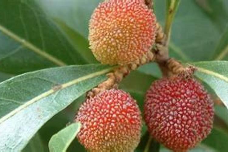 杨梅膨果期使用硼肥能否增加种子量？探究硼肥的作用及效果