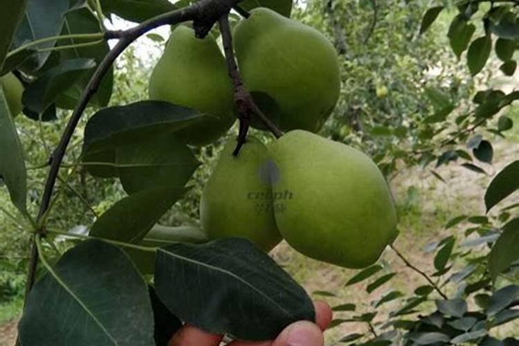 五月适合吃的应季蔬菜具体有哪些