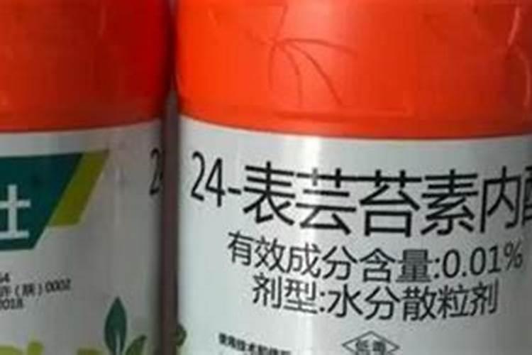 这是什么植物？