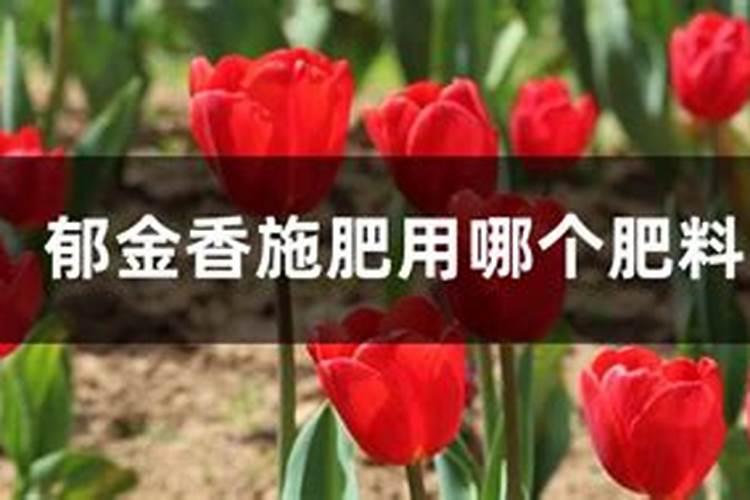 郁金香鳞茎繁殖如何测土配方施肥？