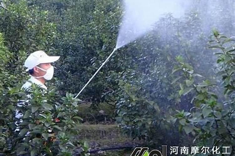 沙糖桔环剥过度叶子发黄怎么办,是不是耍淋什么肥料使树叶转绿？