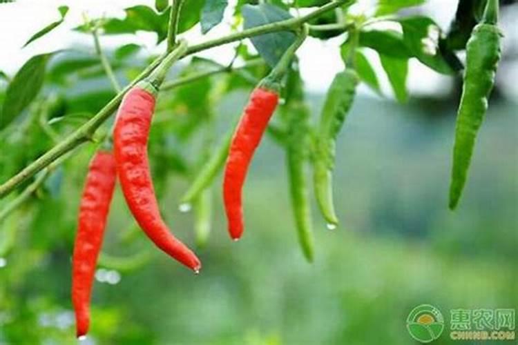 辣椒用什么肥料好