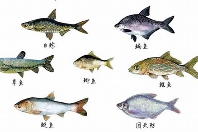 鱼内脏怎么发酵做肥料 可以用于什么植物
