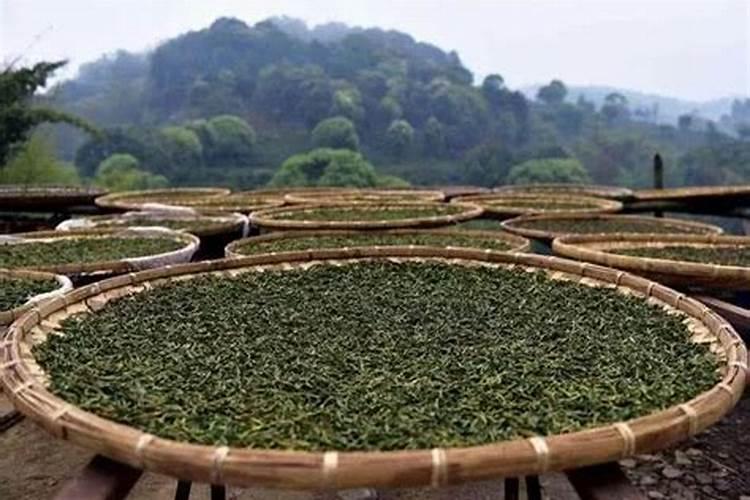 水稻秧盘如何育秧？育出的秧苗可以用人工插秧吗？