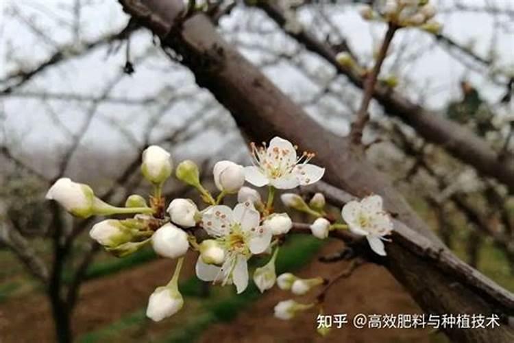 菠萝的施肥方法是什么