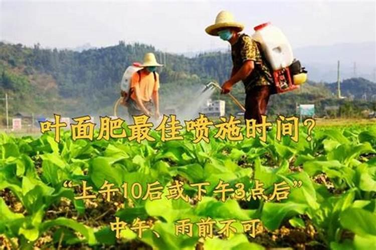 菠萝施什么肥最好