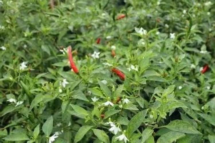 黄花菜怎么吃法
