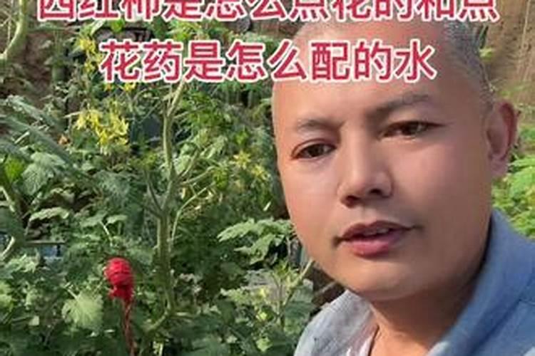 西葫芦免点几点打好