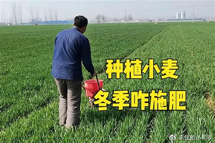 中油21桃树苗品种特点详细介绍(真正的晚熟油桃品种)