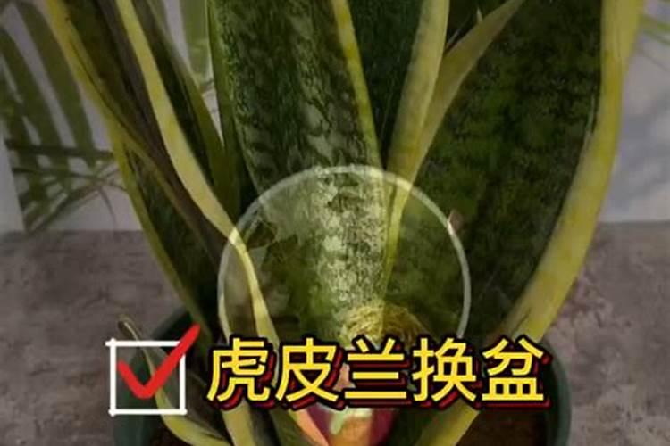 高钾水溶肥配方