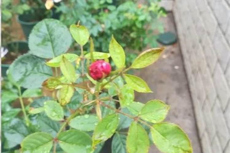 月季花叶子发黄枯萎是怎么回事