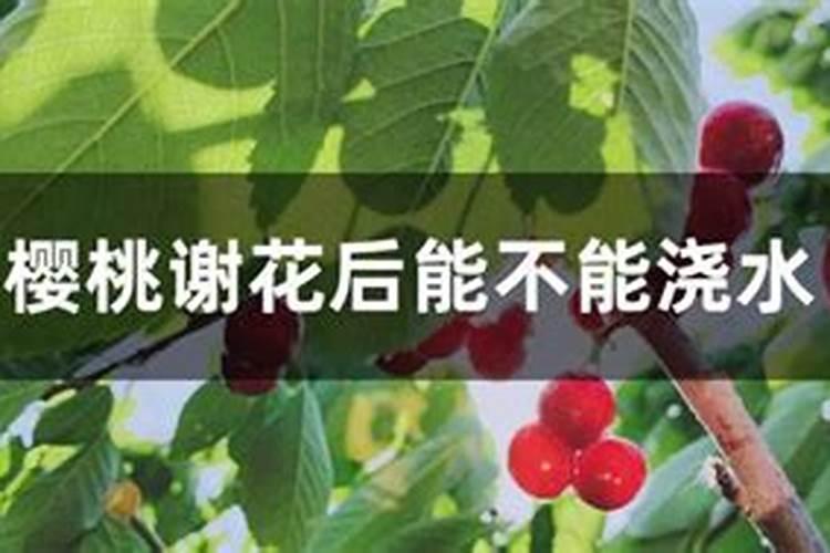 樱桃大棚结束后冲施高磷水溶肥可以吗有毒吗？