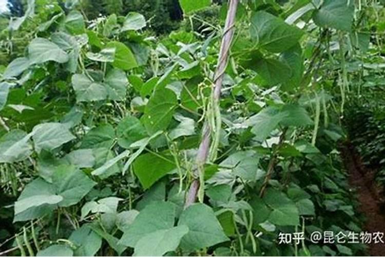 种豆角最低温度是多少 种豆角需要如何施肥