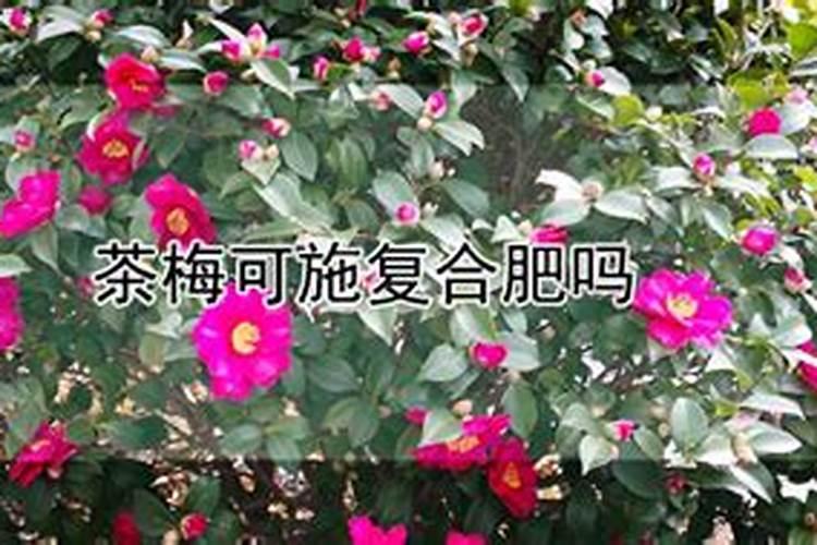 为什么中国钾肥稀缺