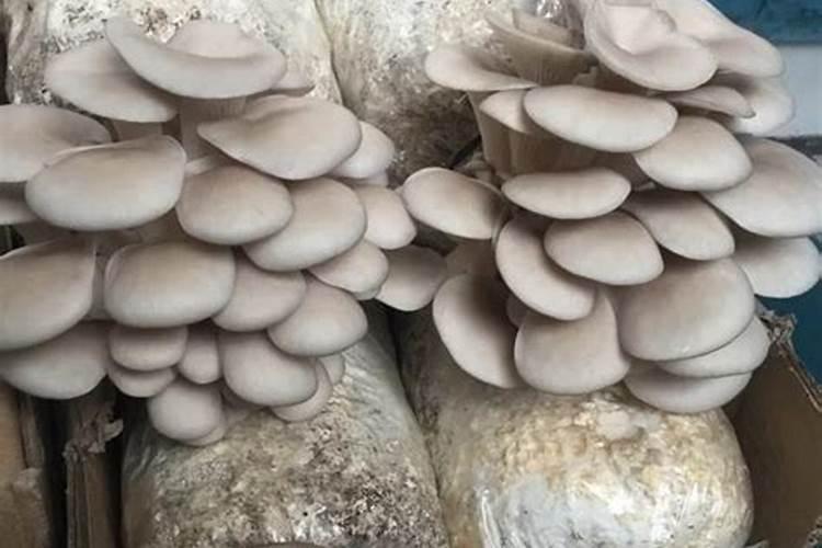 哈密瓜膨果期用什么肥料