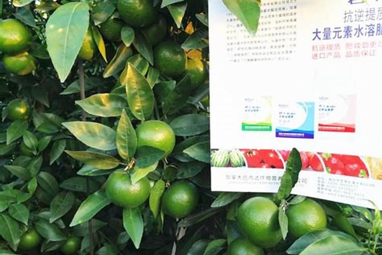 请问火龙果开花后是否要施肥多久才施一次肥