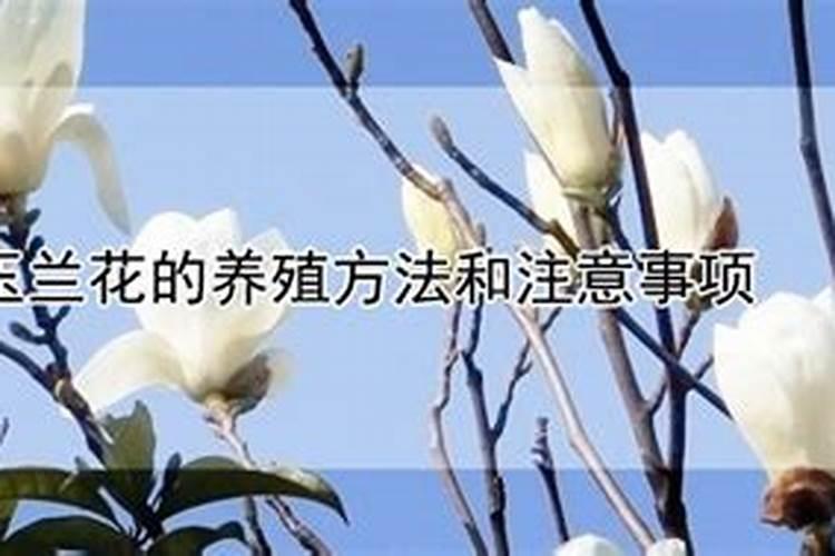 如何正确给玉兰施肥？